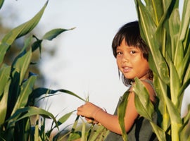 girl-in-cornfield-iedisc-montage