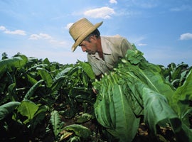 farmer-in-field-iedisc-montage