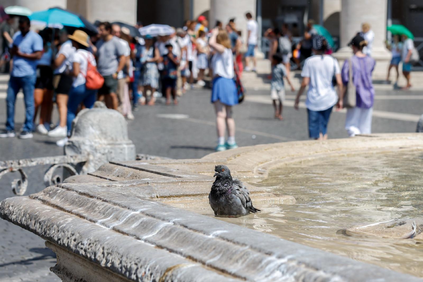 Pigeon in a fountain in St. Peter's Square
