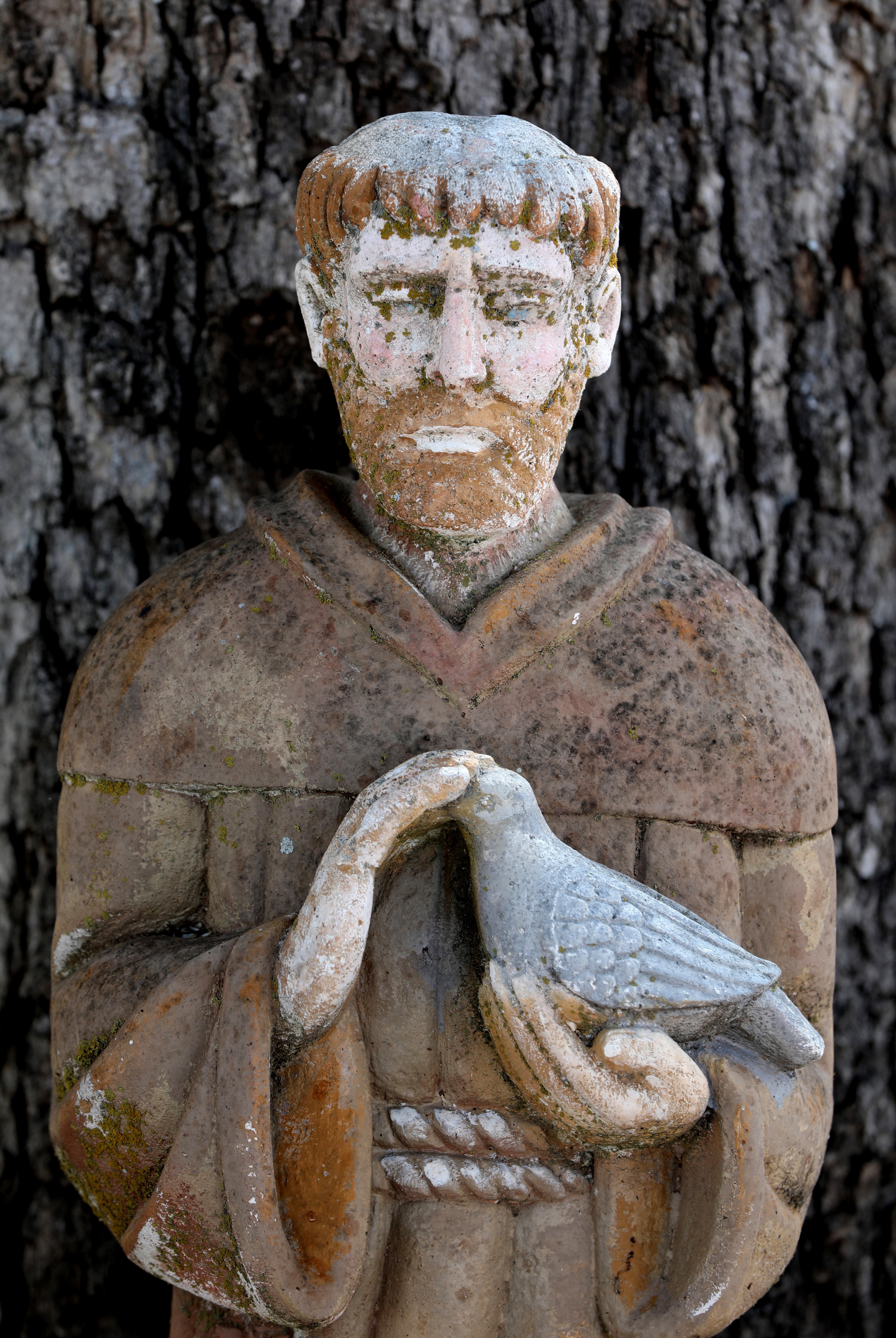A statue of St. Francis of Assisi in Austin, Texas