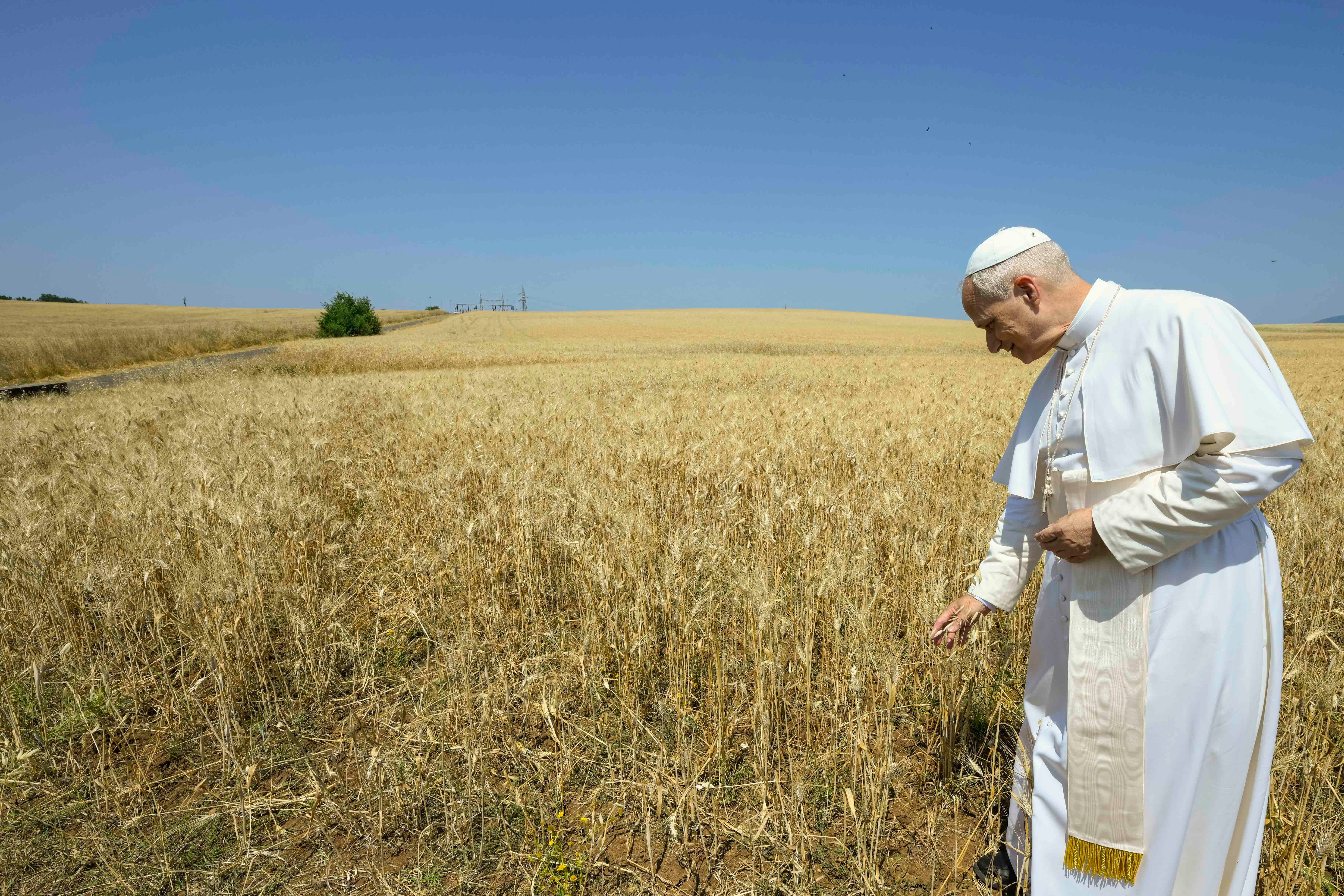 Pope Leo XIV in a wheat field on Vatican land outside of Rome