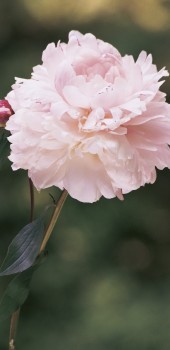 Pink peony flower with stem and green background