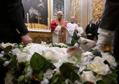 Pope blesses lambs during annual tradition on feast of St. Agnes